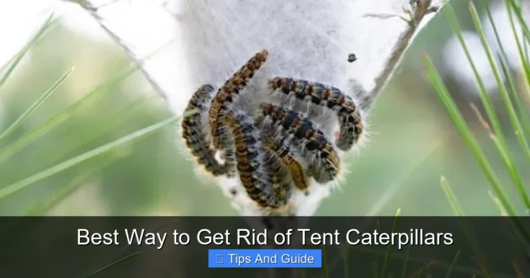 Best Way to Get Rid of Tent Caterpillars
