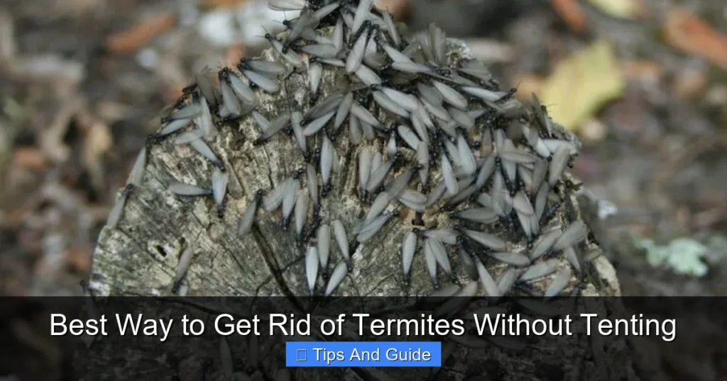Best Way to Get Rid of Termites Without Tenting