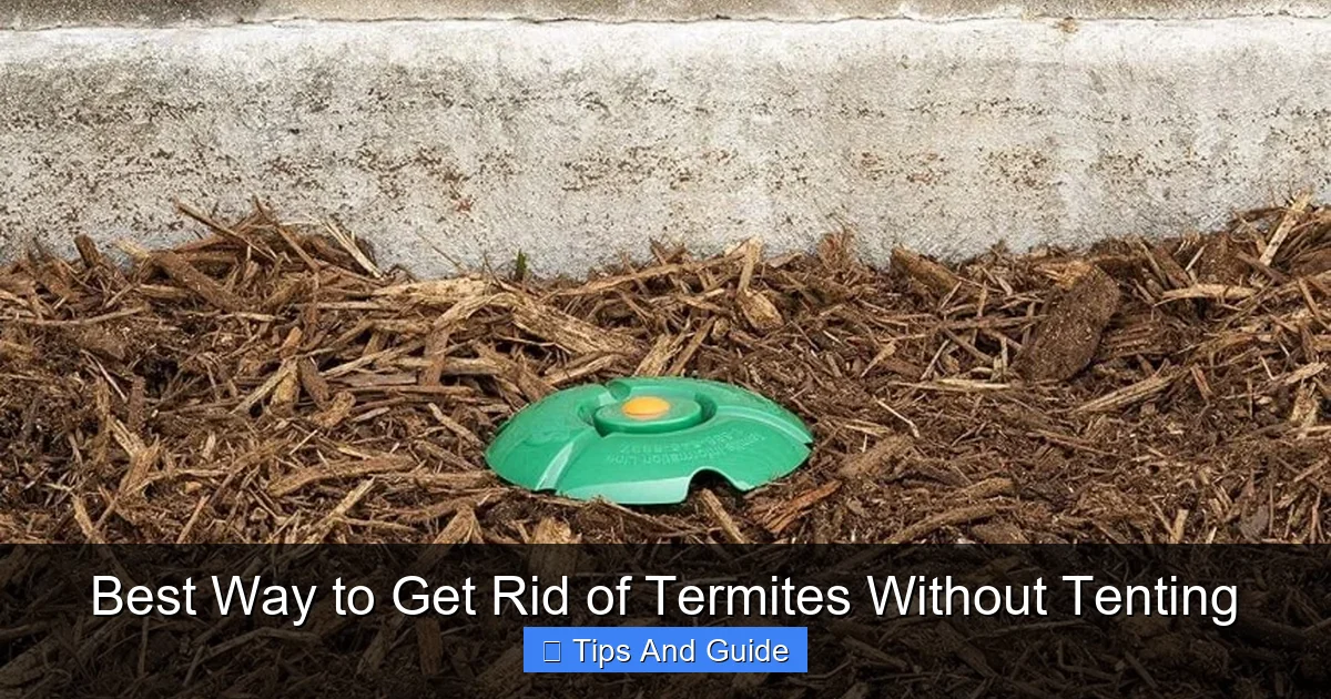 Best Way to Get Rid of Termites Without Tenting
