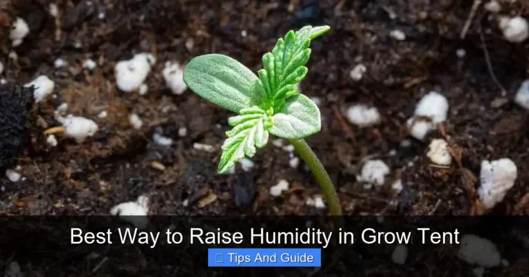 Best Way to Raise Humidity in Grow Tent