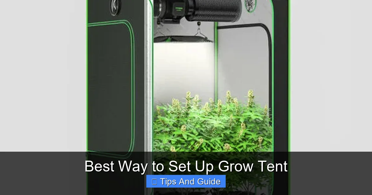 Best Way to Set Up Grow Tent
