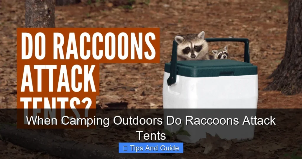 When Camping Outdoors Do Raccoons Attack Tents When Camping Outdoors Do Raccoons Attack Tents